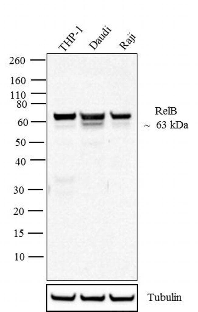 Monoclonal Mouse anti-Human RELB Antibody (clone 17.3, C-Terminus, IF, WB)