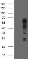 SPRING / TRIM9 Antibody (clone OTI1G10)