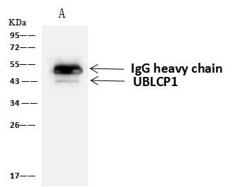 UBLCP1 Antibody