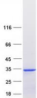 Human MRRF Protein (Recombinant Myc-DDK (Flag))