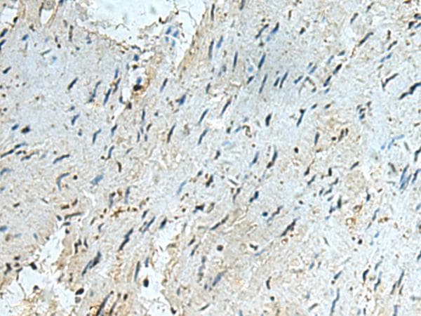 RAPSN Antibody