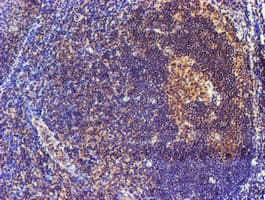 SMS / Spermine Synthase Antibody (clone OTI3C9)