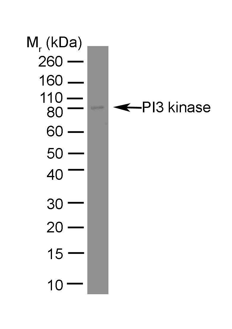 Monoclonal Mouse anti-Bovine PIK3R1 / p85 Alpha Antibody (clone U5, IHC, WB)