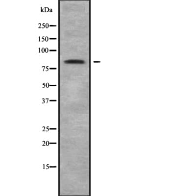 NOL11 Antibody
