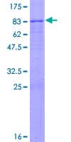 Human PHF7 Protein (Recombinant GST)