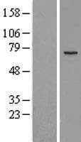 MAP3K2 / MEKK2 Protein (Over-Expression Lysate Myc-DDK (Flag))