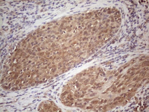 CNOT2 Antibody (clone OTI6D7)