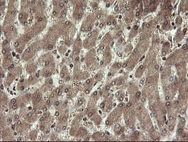 CHN1 Antibody (clone OTI2G6)