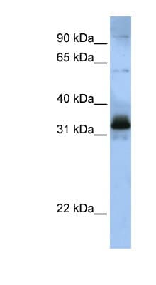 SRSF8 Antibody (aa180-229)