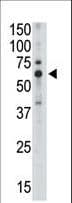 SIGLEC5 / CD170 Antibody (aa482-513)