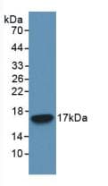 CASP3 / Caspase 3 Antibody