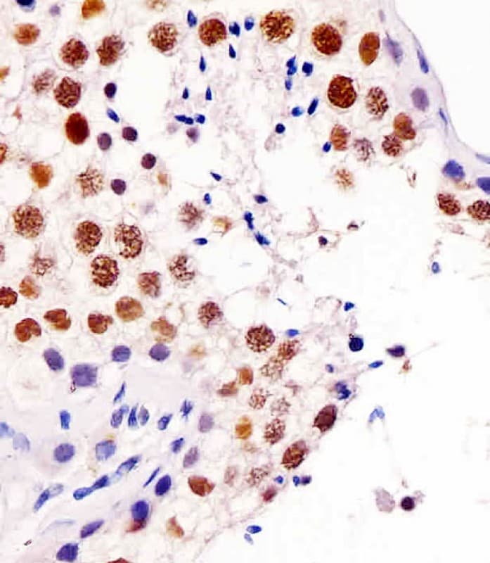 TERF2IP / RAP1 Antibody (clone 1664CT564.52.88)
