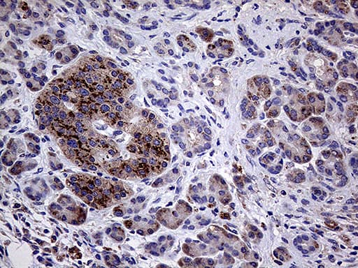 AMDHD1 Antibody (clone OTI5B5, Carrier-free)