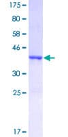 Human HSPE1 / HSP10 / Chaperonin 10 Protein (Recombinant GST)