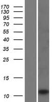LCE2C Protein (Over-Expression Lysate Myc-DDK (Flag))