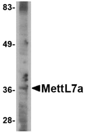 Polyclonal Rabbit anti-Human METTL7A Antibody (WB)