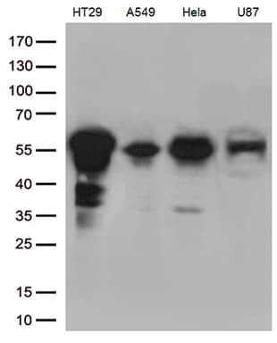 Monoclonal Mouse anti-Human KLF5 / BTEB2 Antibody (clone OTI2G4, aa1-457, IHC, WB)