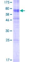 Human SLC37A3 Protein (Recombinant GST)