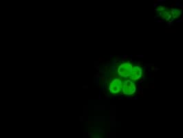 ID3 Antibody (clone OTI7B6)