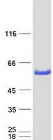 Human GATM / AGAT Protein (Recombinant Myc-DDK (Flag))