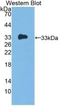 IL12A / p35 Antibody (aa23-219, APC)