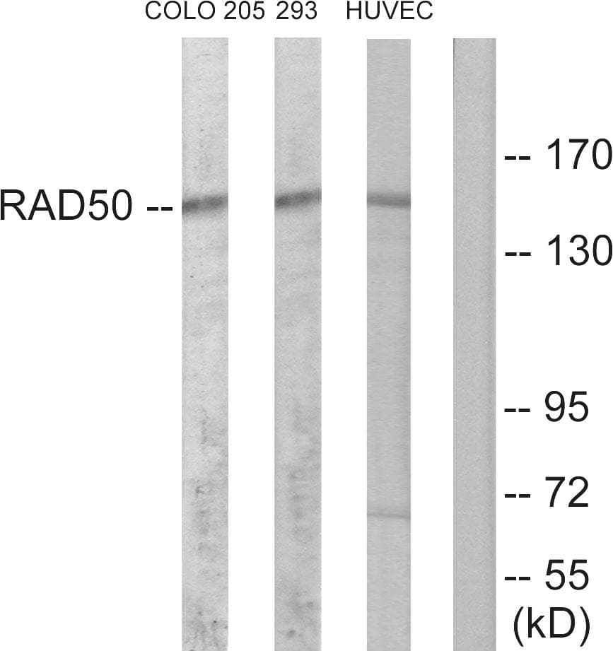 RAD50 Antibody