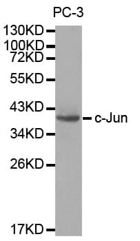 JUN / c-Jun Antibody
