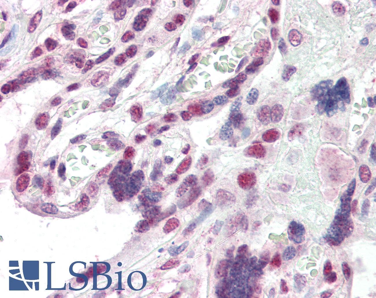 IHC-plus™ CBX1 / HP1 Beta Antibody (aa69-81)