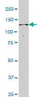 ITPKB Antibody (clone 2F8)