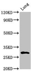 Polyclonal Rabbit anti-Human SYNPR / Synaptoporin Antibody (WB)