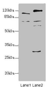 Polyclonal Rabbit anti-Human TM9SF1 Antibody (IHC, IF, WB)