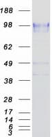 Human SELP / P-Selectin / CD62P Protein (Recombinant Myc-DDK (Flag))