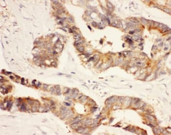 HSP90AA1 / Hsp90 Alpha A1 Antibody (aa2-365)