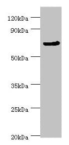 APC6 / CDC16 Antibody (aa371-620)