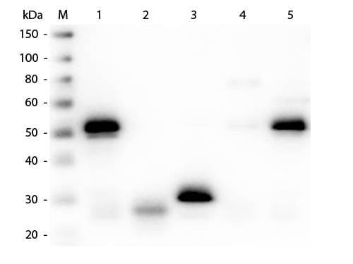 Sheep Anti-Rabbit IgG Secondary Antibody