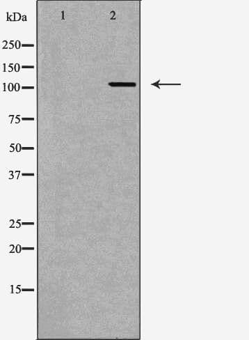 PARP1 Antibody