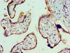 VTN / Vitronectin Antibody (aa364-478)