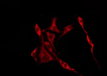 Polyclonal Rabbit anti-Human OR10R2 Antibody (IF, WB)