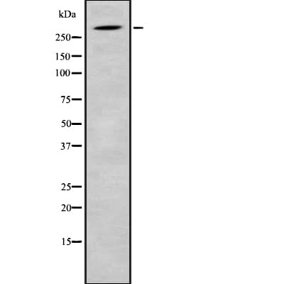 SRRM2 Antibody