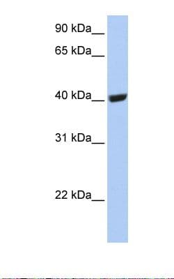 Selenium Binding Protein 1 Antibody (C-Terminus)