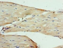 CACNA2D1 Antibody (aa528-668)