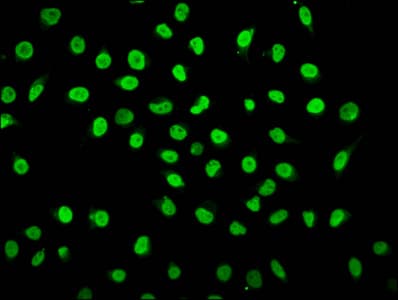 HIST1H1C Antibody