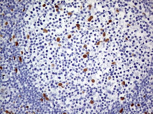 MEIS1 Antibody (aa176-390, clone OTI2A3)