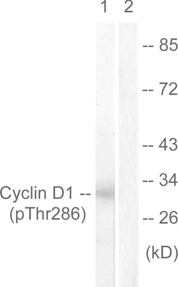 CCND1 / Cyclin D1 Antibody (phospho-Thr286)
