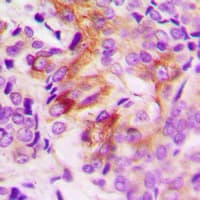 ANGPTL7 / CDT6 Antibody (C-Terminus)