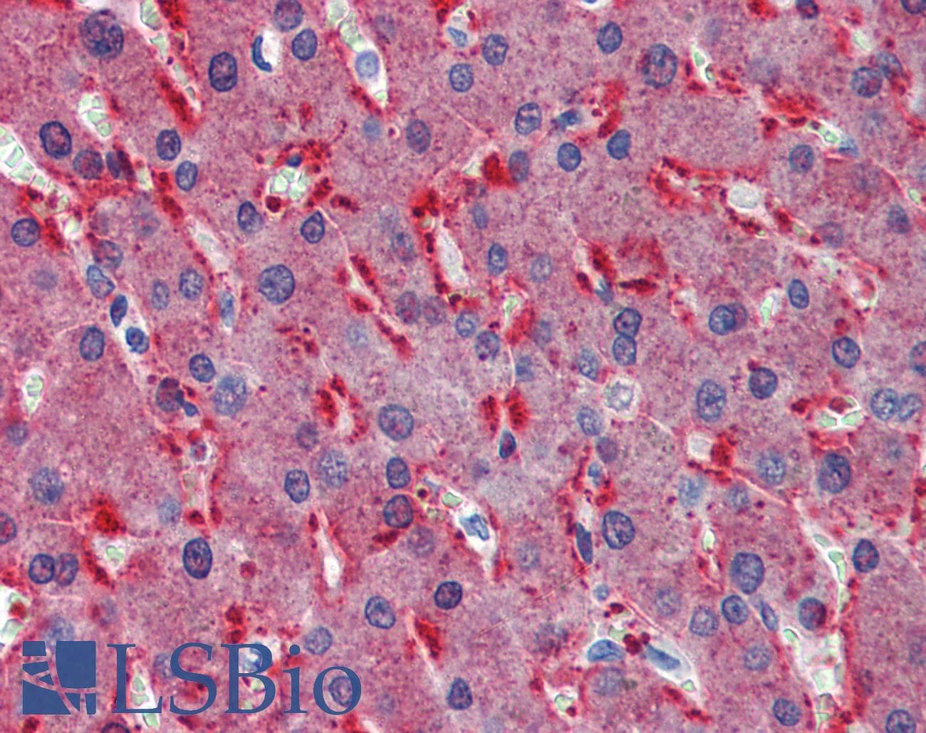 IHC-plus™ FZD2 / Frizzled 2 Antibody (aa267-279)