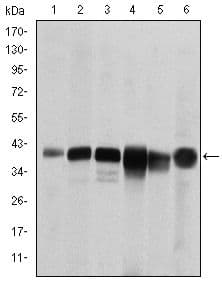 SMN1 Antibody (clone 5H1)
