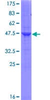 Human RAMP2 Protein (Recombinant GST)