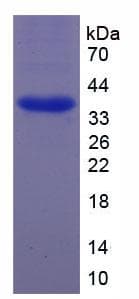 Human CREB1 / CREB Protein (Recombinant His-T7)