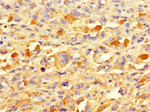 Polyclonal Rabbit anti-Human TAF13 Antibody